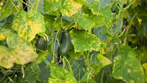 23 Overwatered Cucumber Plants Frewsalima