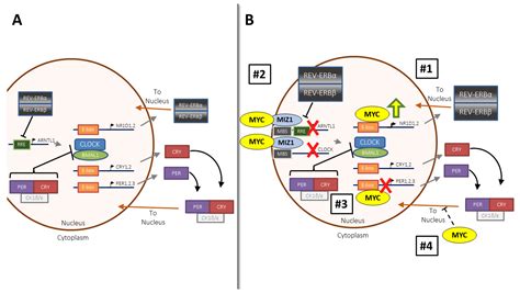 Ijms Free Full Text Myc Ran Up The Clock The Complex Interplay