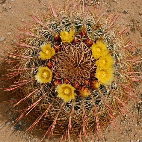 Desert Cacti – CALIFORNIA HIKING