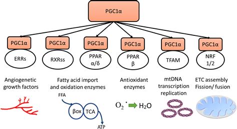 The Role Of Peroxisome Proliferator Activated Receptor Coactivator