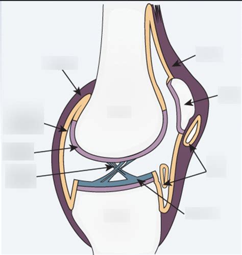 Articulations Diagram | Quizlet