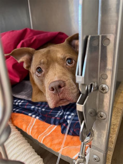 ard vista animal hospital 1