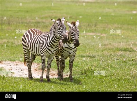 Portrait Of Two Burchells Zebras Equus Burchelli In The Ngorongoro