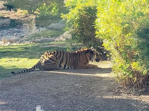 Top 5 Things to Do in Phoenix Zoo