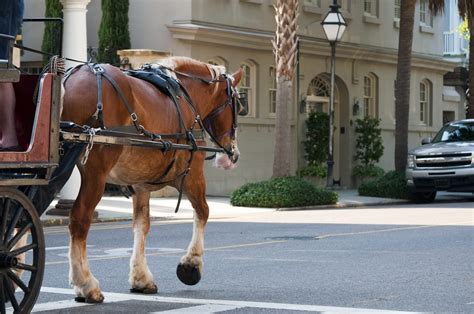 Palermo Cavallo Stramazza Al Suolo Mentre Traina Turisti In Carrozza