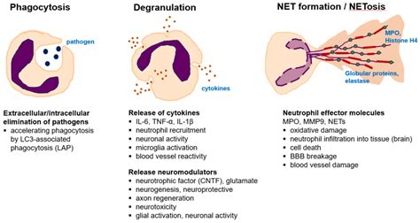 Ijms Free Full Text Neutrophil Mediated Progression Of Mild Cognitive Impairment To Dementia