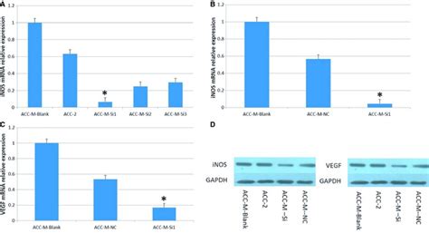 Down Regulation Of Inos Expression Inhibits Vegf Expression A The