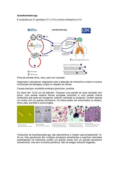 Acanthamoeba Sobre Parasitologia Acanthamoeba Spp É Composto Por 21 Genótipos T1 E T21 A