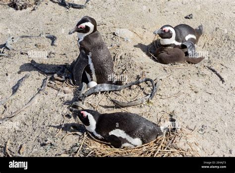 African Penguins Spheniscus Demersus Boulders Beach Or Boulders Bay