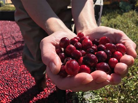 How Are Cranberries Grown And Harvested Delicious