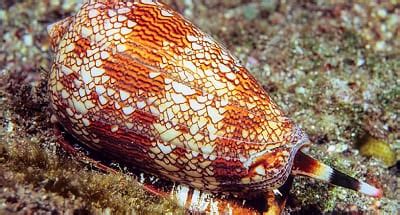 Cone Snail Sting Symptoms and First Aid Treatment