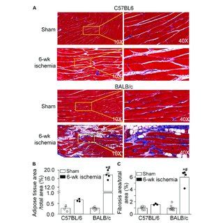 Pathological Alterations Of Gastrocnemius Muscles Induced By Weeks Of