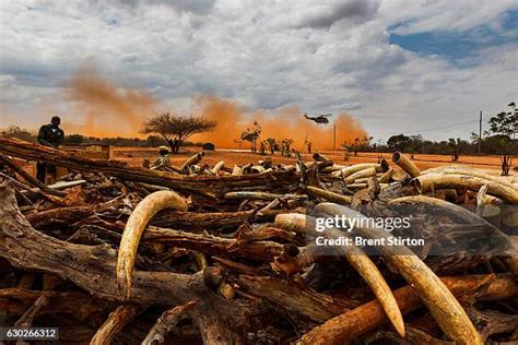 Kenya Ivory Burning Photos And Premium High Res Pictures Getty Images