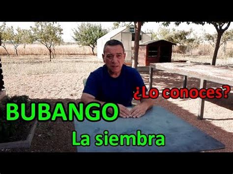 Siembra Del Bubango El Huerto De Silverio Youtube