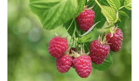 Framboisier Mac Rat De Bourgeons Un Alli Pr Cieux Pour Les Femmes