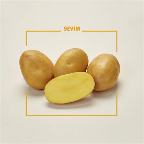 SEVIM – Bavaria Saat