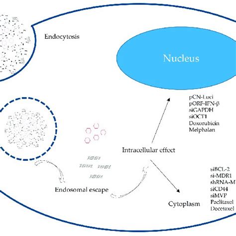 Schematic Representation Of A Pamam Dendrimer As Drug And Or Nucleic