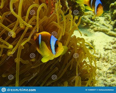 Ein Clownfish Schwimmt Zwischen Anemonen Stockbild Bild Von Ozean