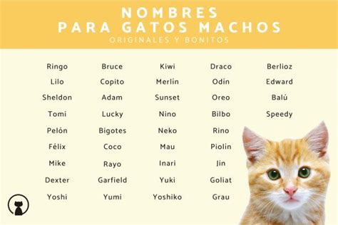 Mejores Nombres para Gatos Machos Mascotas Exóticas