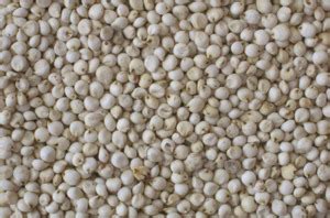 Snow White Sorghum At Best Price In Nagpur By R R Agro Impex Id