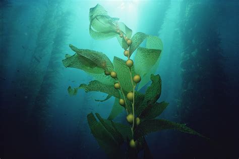 Giant Kelp Macrocystis Pyrifera Forest Photograph By Flip Nicklin