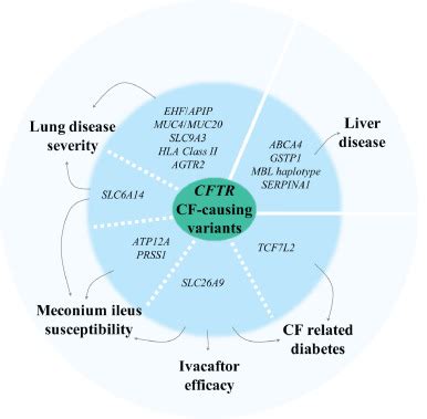 Genetic Variation In CFTR And Modifier Loci May Modulate Cystic