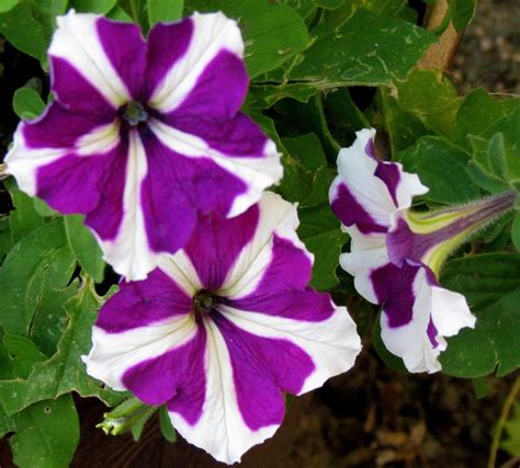 Purple petunias