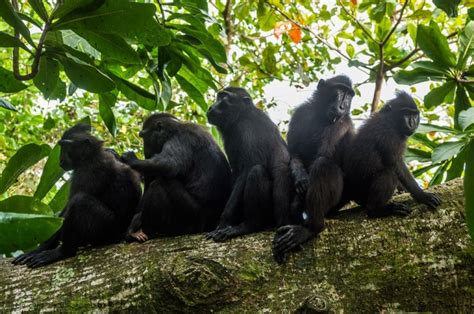 Tangkoko Nature Reserve In North Sulawesi Safari Tours