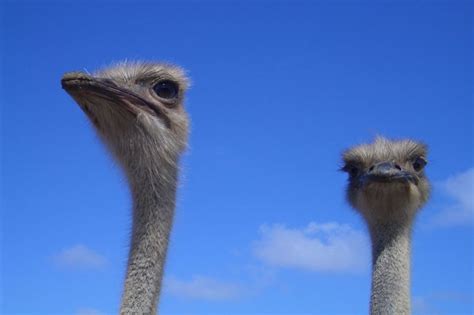 Aruba Ostrich Farm