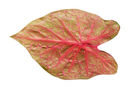 Beautiful Caladium Bicolor Leaves 20951900 PNG