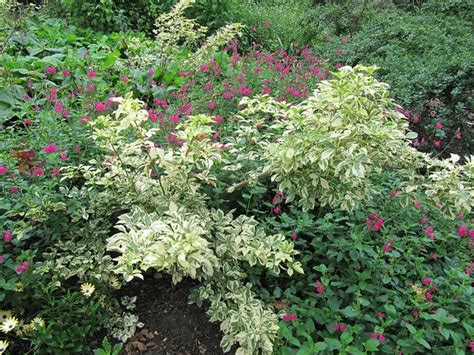 Eleutherococcus sieboldianus (Angelica Shrub, Five-fingered Aralia ...