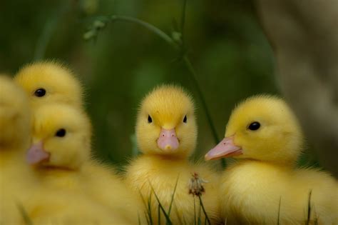 Ducks Chick Yellow Free Photo On Pixabay Pixabay