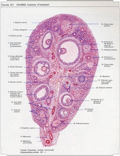 Histologia Embriologia Histologia E Embriologia