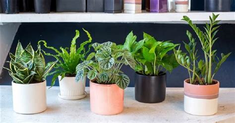 Keeping These Plants In Your Bedroom May Be Helpful For A Good Night