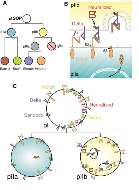 Endocytic Regulation Of Asymmetric Cell Division And Cell Fate