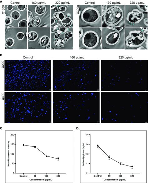 A The Inhibitory Effects Of Magnolol On The Cell Wall Ultrastructure