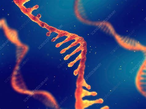 RNA molecules, illustration - Stock Image - F023/8645 - Science Photo ...