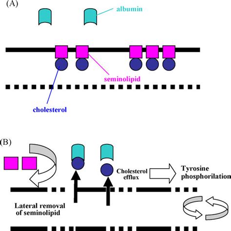 Schematic Representation Of Cholesterol Efflux From The Sperm Plasma Download Scientific