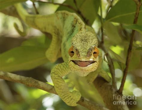 Smiling Chameleon Photograph by Eva Lechner - Pixels