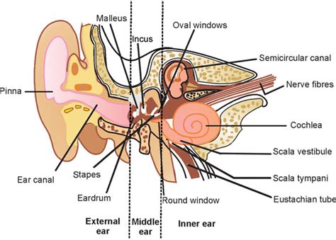 External Auditory Meatus Cat