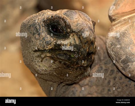 Close Up Of The Head And Carapace Of A Aldabra Giant Tortoise