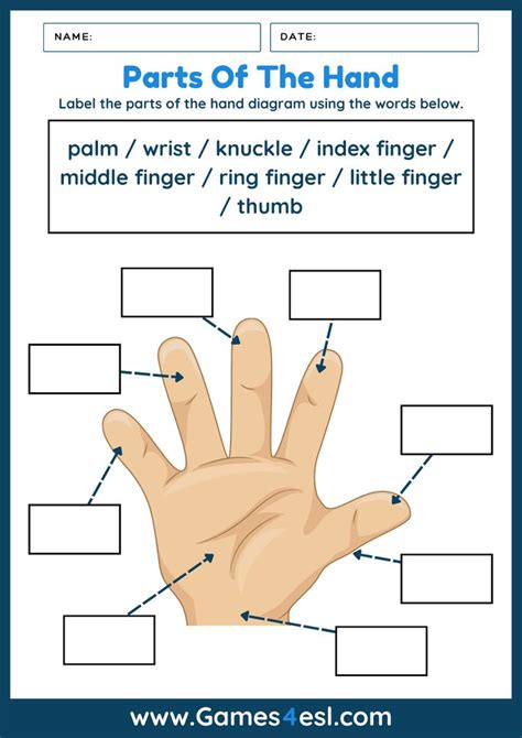 Parts Of The Hand Worksheet Names Of Fingers English Grammar