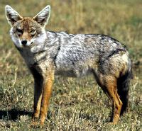 Dog-jackal Hybrids - Mammalian Hybrids - Biology Dictionary