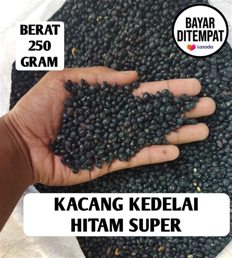 Kacang Kedelai Hitam Organik Kualitas Super Kacang Malika Berat