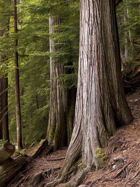 Cedar Trees, Whistler, British Columbia Photograph by Keith Levit