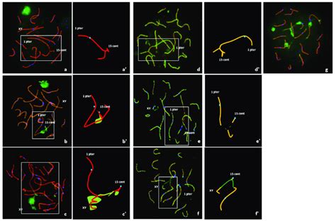 Analysis Of Meiotic Pairing In Pachytene Spermatocytes Using Fish And