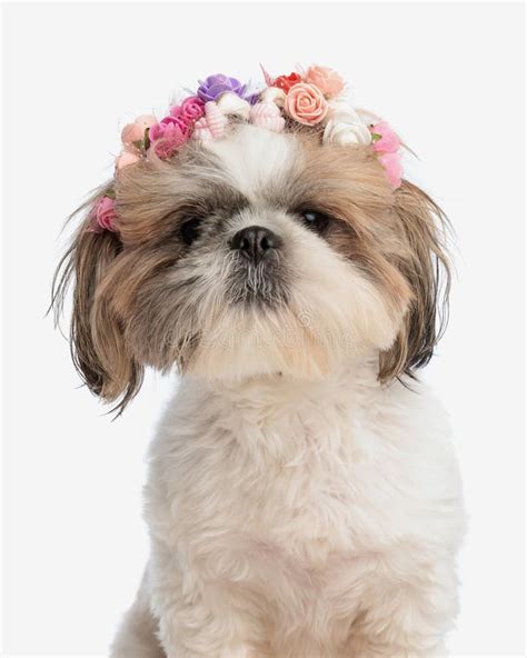 Retrato Del Hermoso Perro Shih Tzu Con La Cabeza De Las Flores Mirando