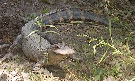 Alligators Granted Sanctuary at Shallotte River Swamp Park ...