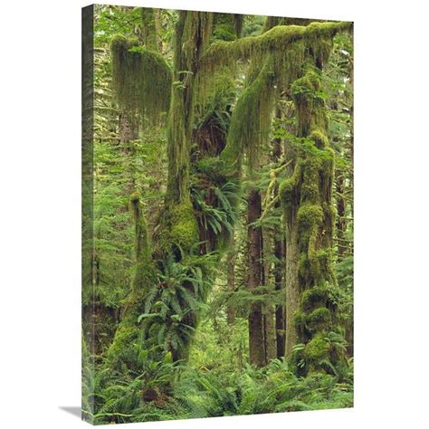 20 X 30 In Temperate Rainforest Queets River Valley Olympic National