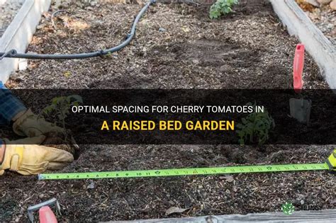 Optimal Spacing For Cherry Tomatoes In A Raised Bed Garden | ShunCy